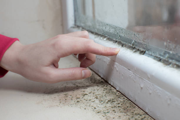Best Post-Construction Mold Inspection  in Cutchogue, NY