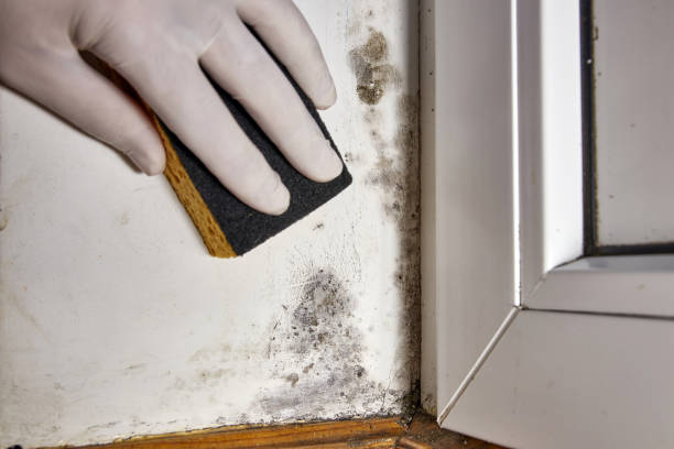 Best Mold Odor Removal Services  in Cutchogue, NY